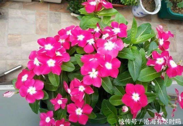 最好用的催花水，1周仅用1次，啥花也喜欢，呼呼开爆盆