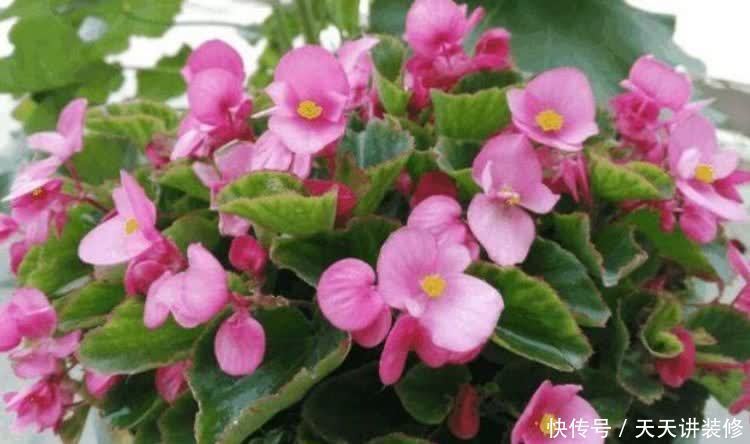 正月二十九,家里养上这4种花,清新空气,家家必备!