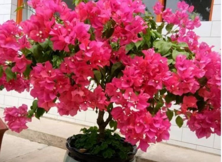 阳台养这几朵花,花开不断,好养易开花,阳台养出小花园