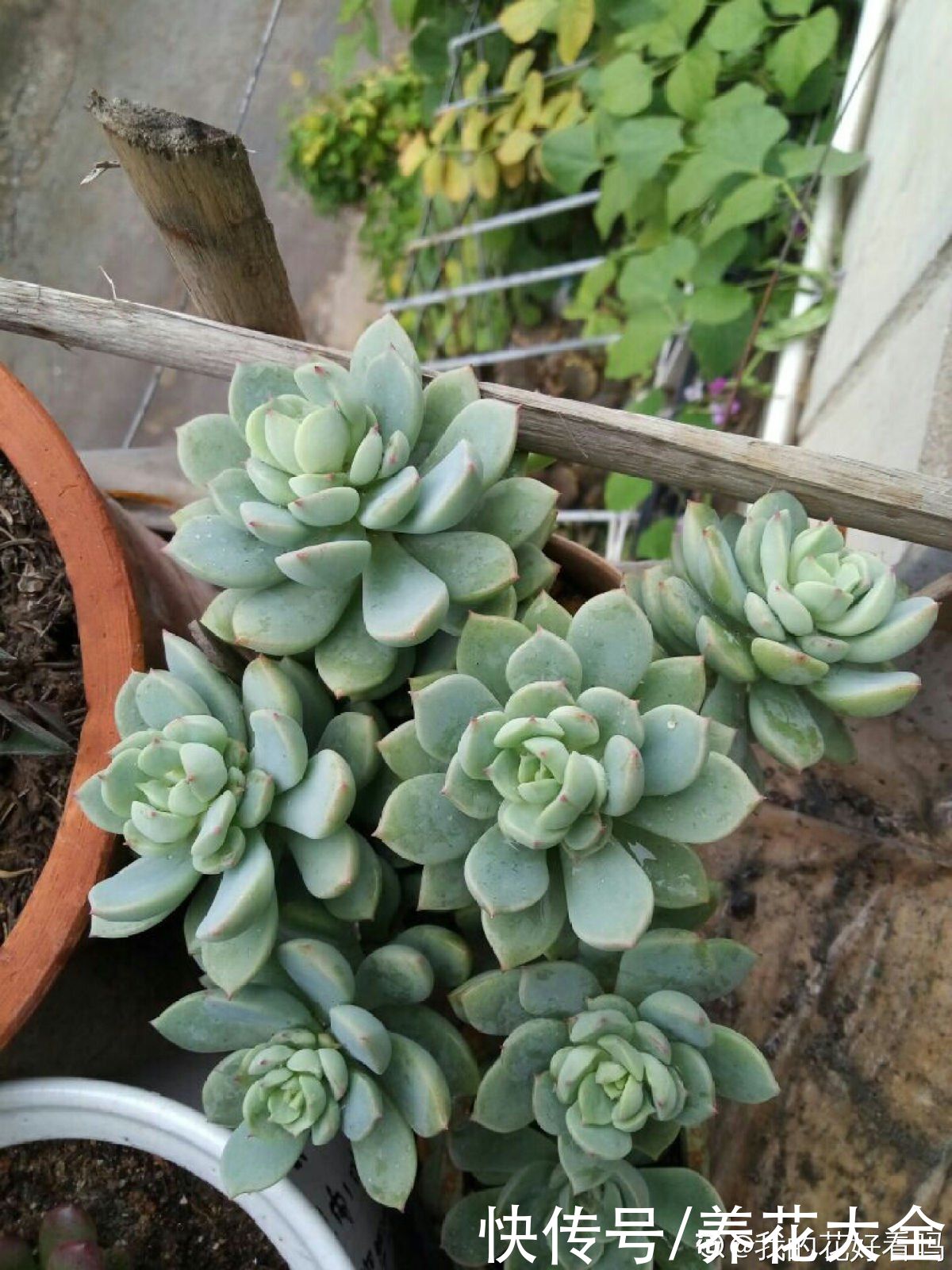 佛手|人气超高的景天科多肉，选得好也要养得好，网友：太美了