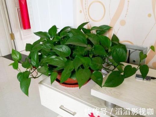黄叶|养绿萝,按照顺序“4步走”,做对了30天爆盆,从不黄叶