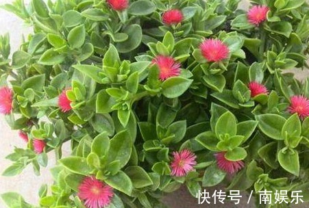 3种多肉“吊兰”,漂亮又好养,一年能开300多天,开成瀑布,特美