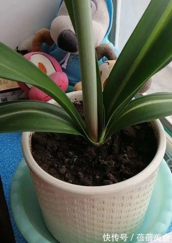 养君子兰就得学会6要点,叶子绿油亮,开花多又大