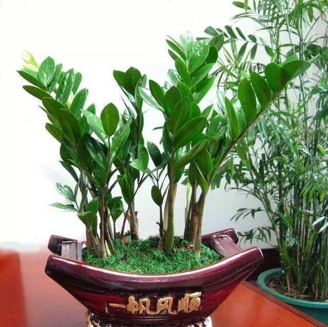 养花离不开花盆，家里有这几种花就用小盆养，根系壮呼呼爆盆