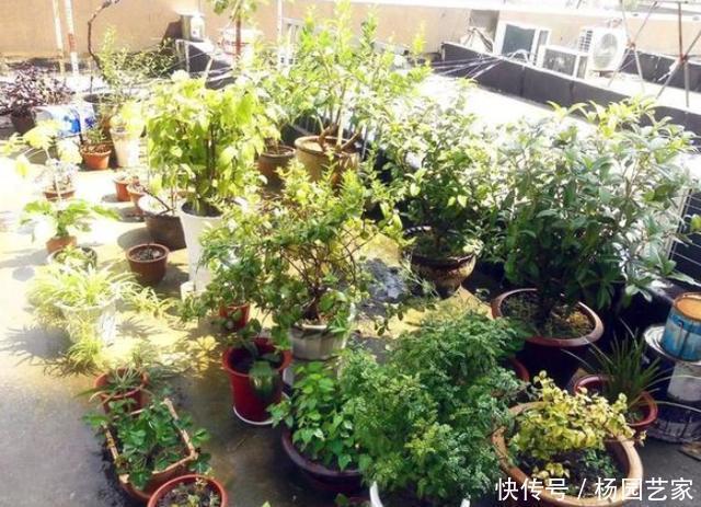 土壤|盆栽土结块怎么办?往土壤中掺杂3样东西,让花草根系越长越旺