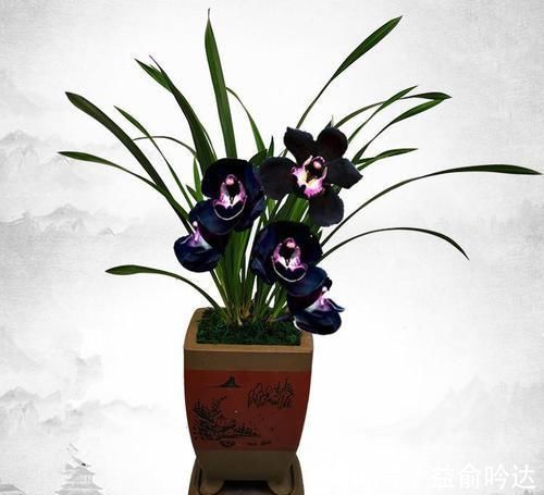 神秘兰花“黑雪姬”,香味扑鼻,养护简单,百看不厌、百赏不倦