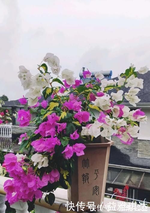 三角梅，蟹爪兰开花少，教你一个“土方法”，轻松爆花！