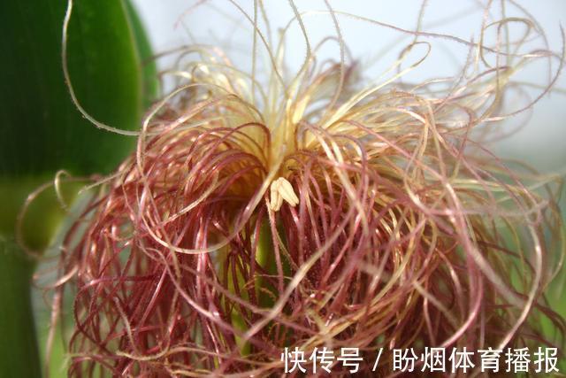 清热|湿热肾炎的“克星”找到了,常用它煮水喝,清热利尿去湿又消炎