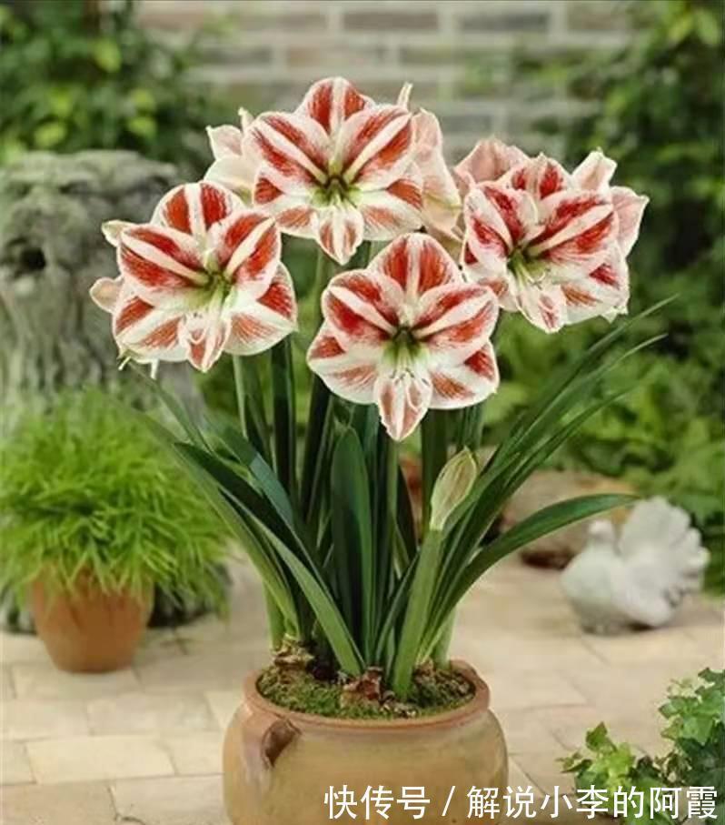 富贵|适合客厅养的5种漂亮花,喜庆大气又吉祥,幸福感满满