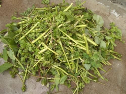 老山芹|农村最常见的一种野菜,可以有效治疗头痛,可惜知道的人很少