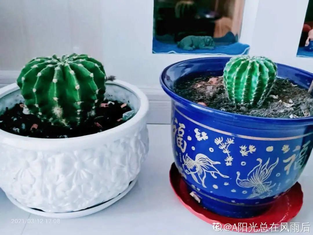 香味|卧室不能养的花,对身体有大危害,一盆也不行