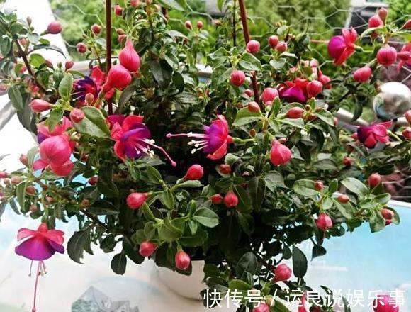 家里盆栽植物的要注意:此4种进屋,既对健康不利又影响运气