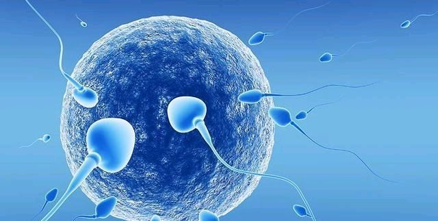生活百科全书:所有没有与卵子结合的精子最终都到哪里去了?