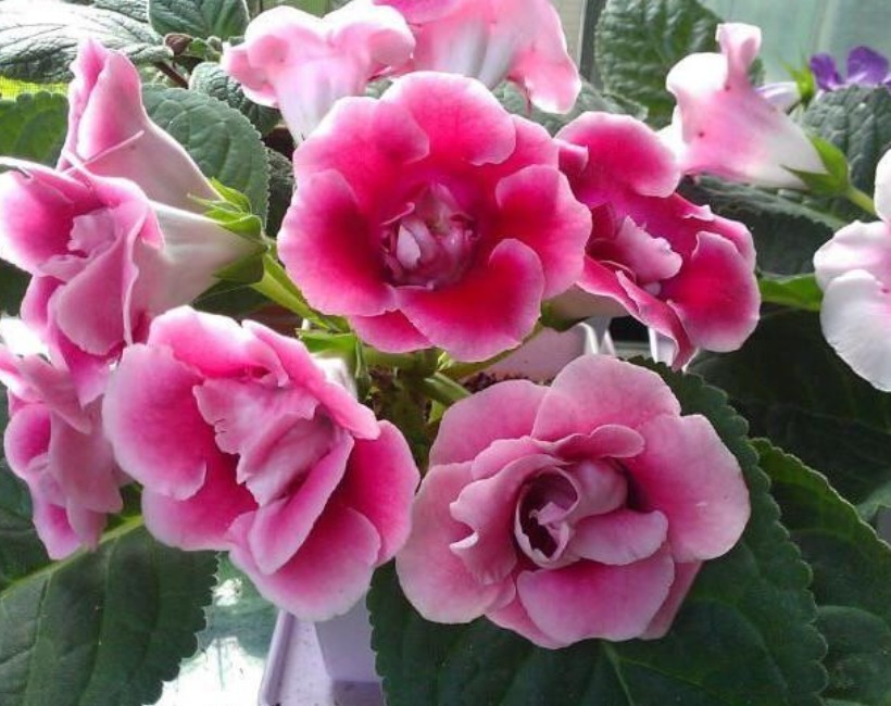 5种花不用买“掐个枝条”就能繁殖一大盆,省钱又实用,好养!