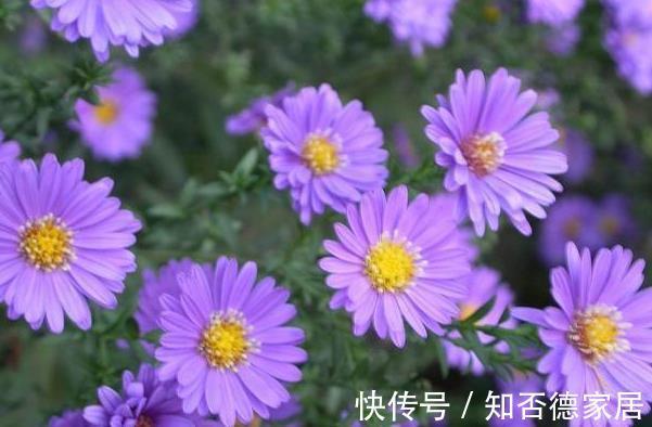农历|农历7月13号起，最适合养这些花，花朵五颜六色，一开300天