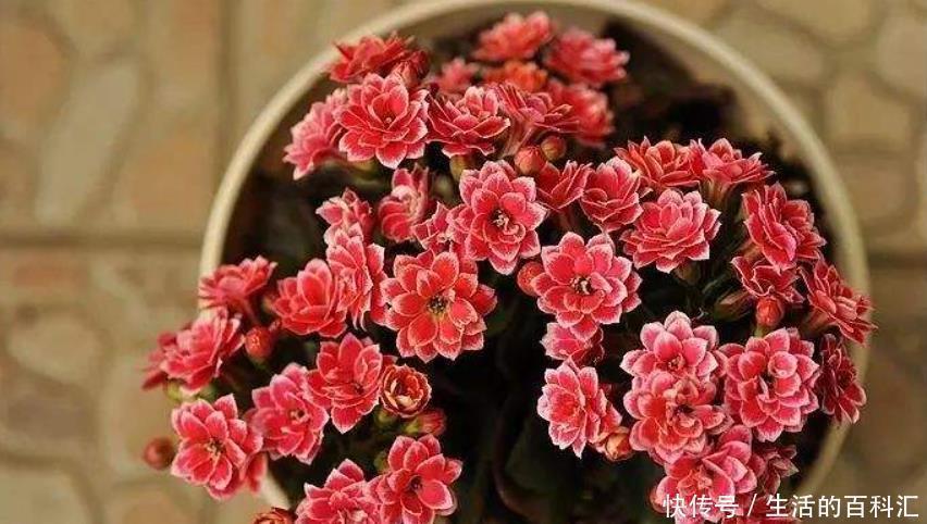 顶芽|高手养长寿花的4点“干货”,将它养成“巨无霸”,开成长寿花树