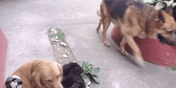 金毛|金毛生了窝奶狗,一半是金毛一半是德牧,结果还区别对待呢