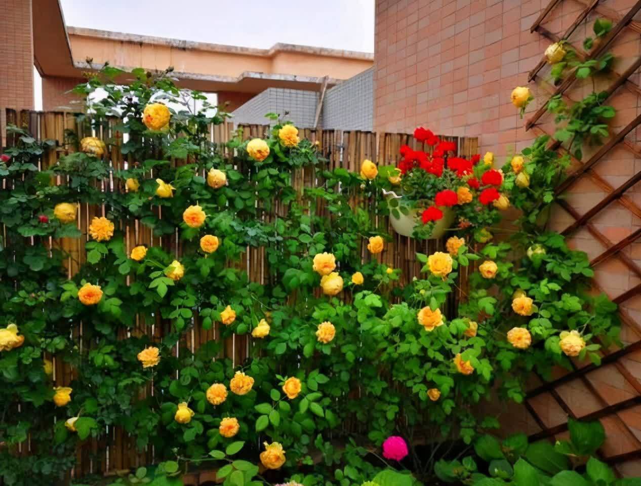 表姐太会生活了!院子里没有一点空地,栽满藤本月季,设计太美了