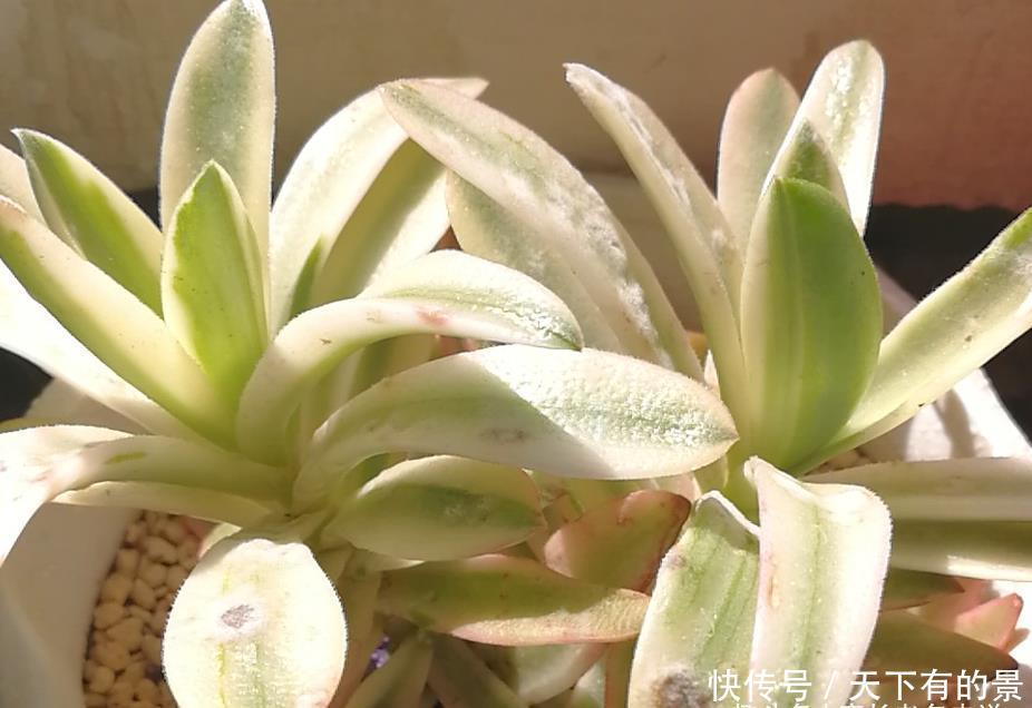 多肉叶面出现粘粘的东西?不要掉以轻心,极有可能是这四种原因