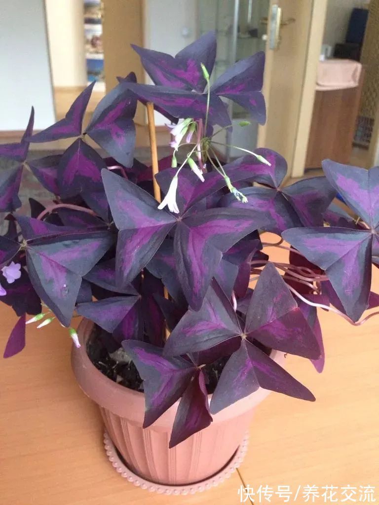 室内|15种可以在窗台上开花灿烂的室内盆栽,有散射光就能正常开花