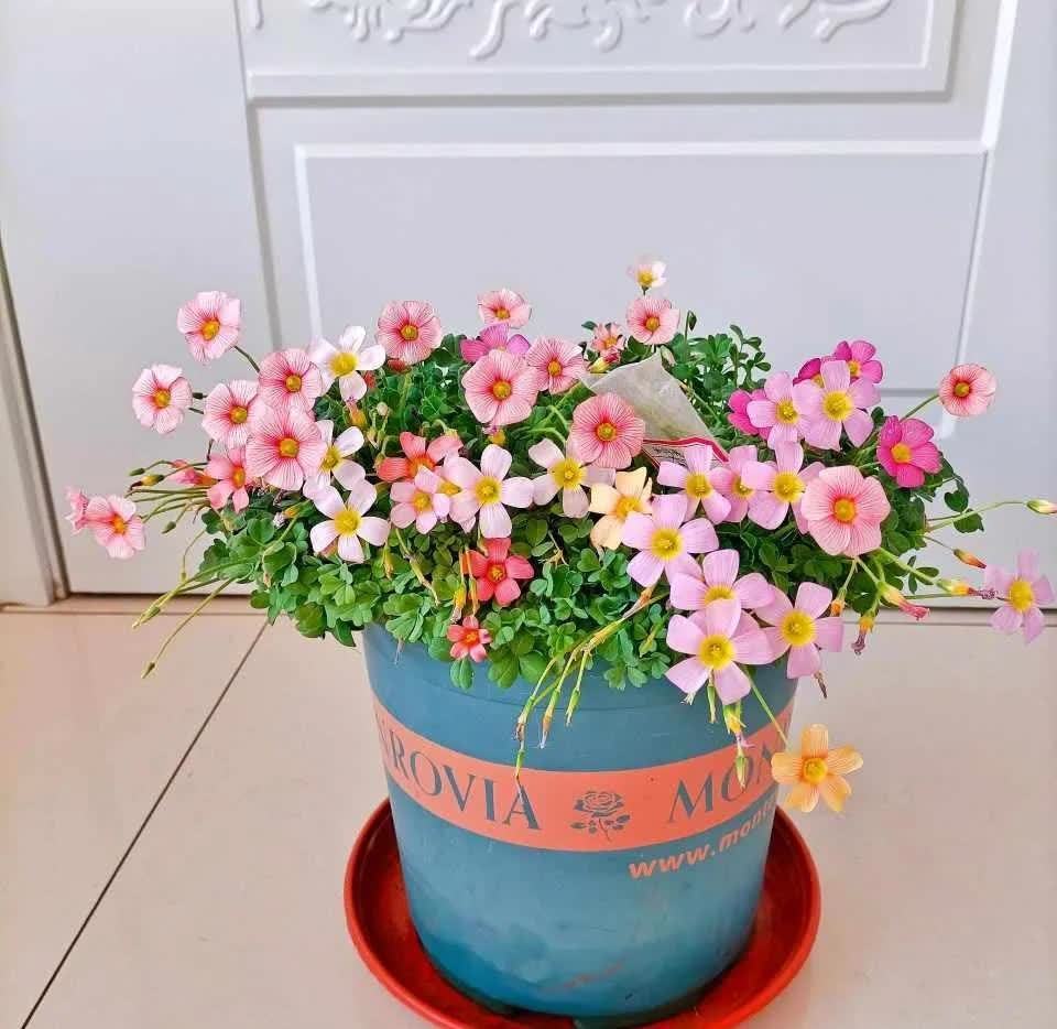 养3种简单的花,便宜好看,一开一大片,家里变得越来越美