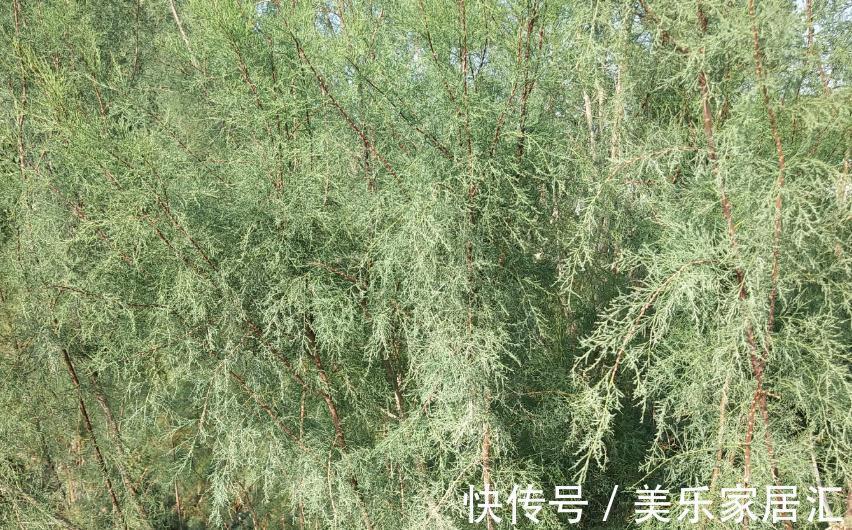 梭梭树到底长什么样,好多人在蚂蚁森林忙活了半天都一定没瞧过