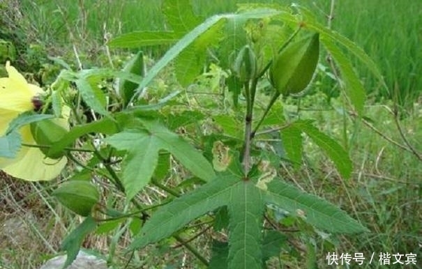 红甜菜|10种可家庭种植的优质养生野菜