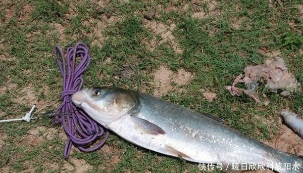 初夏钓鲫鱼,用对饵料找对钓位,爆护可以有