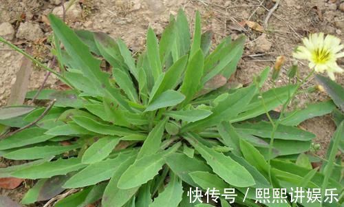 苦菜|被当杂草的野菜,摇身一变成人们哄抢的爆款中草药,了解下