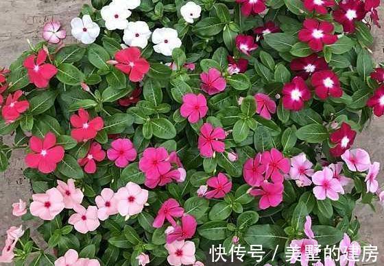 修剪|6种“漂亮花”,开完花别修剪,长满黑种子,第二年有惊喜