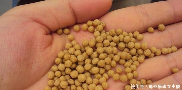 需加|秋季钓黑坑用啥鱼饵好不用多想,只需加一些它就能“出坑”了