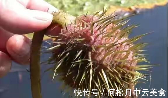 江南人|60种常见野菜，高清大图，收集全了真不容易！