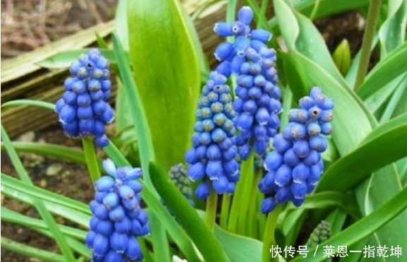 此花花色娇艳 别致的花姿宛如一串串铃铛一般 格外夺目动人 快资讯