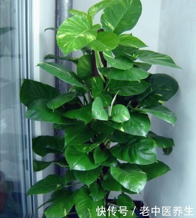 室内养什么植物好，4种常见观叶花卉，清新、美观又大方！