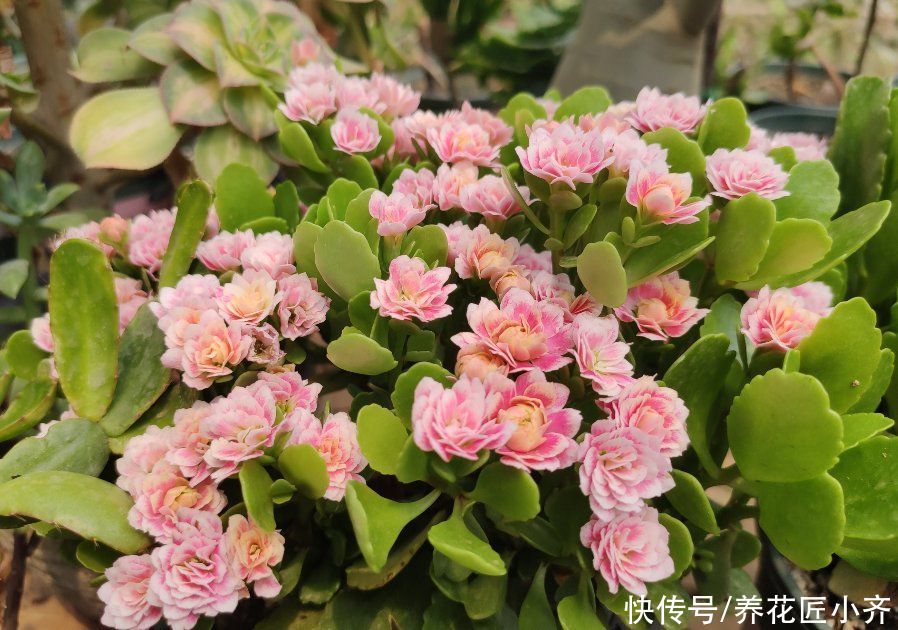 烂根|长寿花夏季容易烂根黑腐，浇水加点“粉末”，远离黑腐，安全度夏
