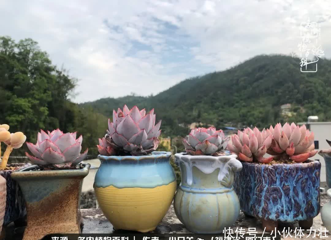 多肉,似星辰大海般的璀璨!