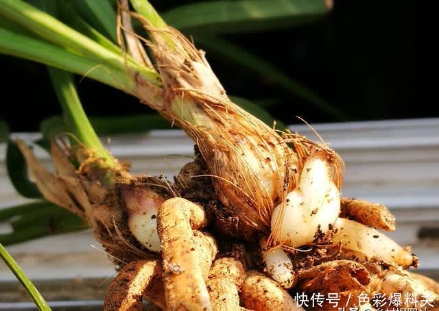 老农|兰花到底是先生根?还是先发芽?看看老农怎么说