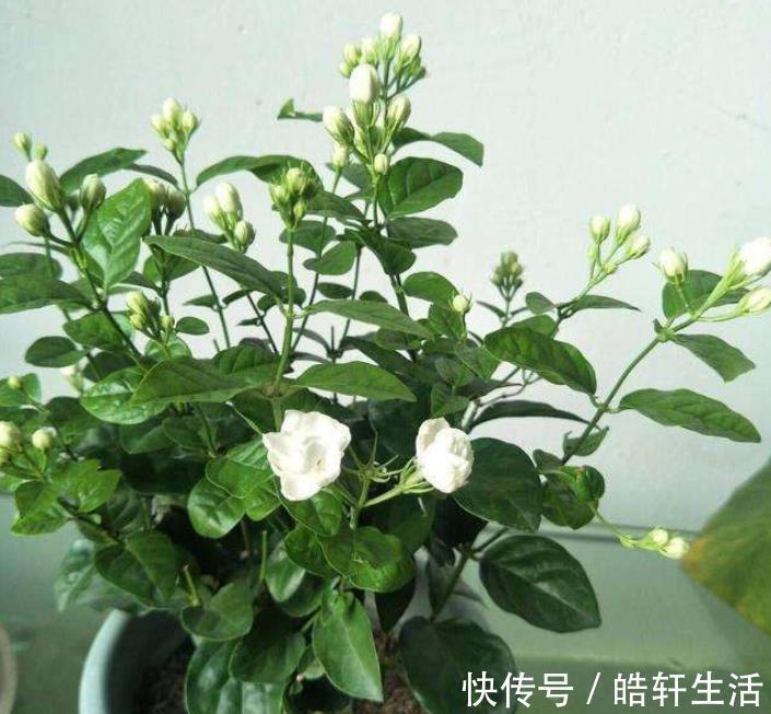 根系|茉莉花干枝黄叶怎么办？1步操作让它焕发第二春，叶绿开花多！