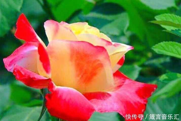 养花就养这几款,全年开花不停,鲜艳夺目,开花勤爱爆盆