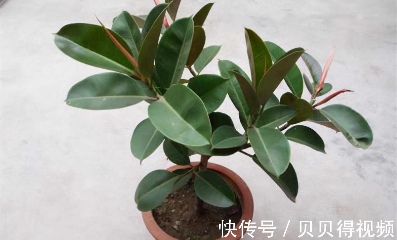养好橡皮树,要注意这些,新芽呼呼窜,枝干能有手臂粗