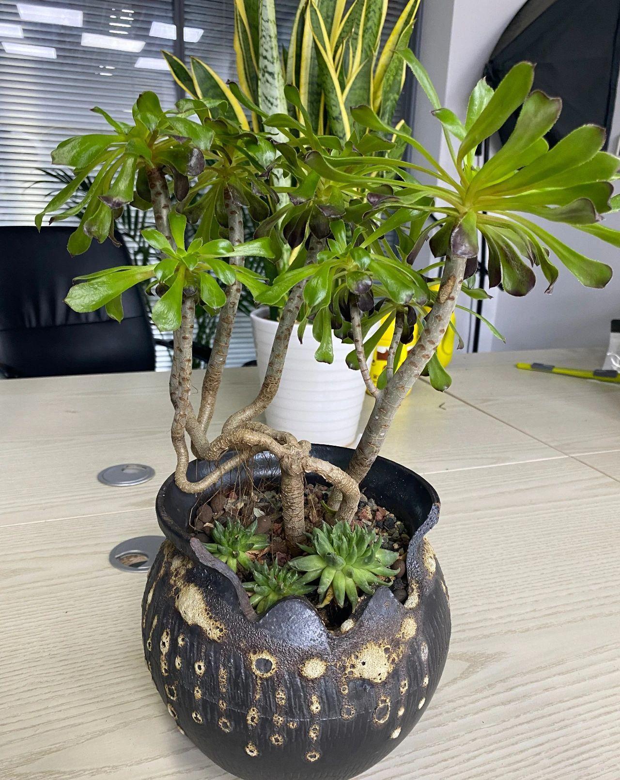 如何把多肉养成老桩,一看就价格不菲