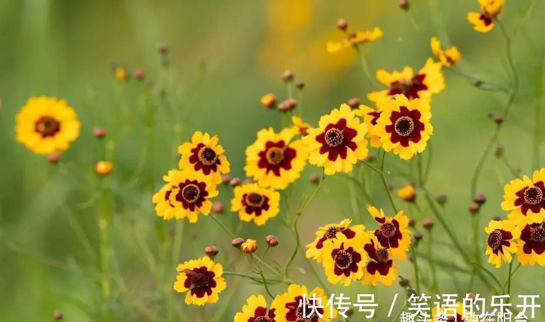 两色金鸡菊的红色斑块很有趣,咱们看到的是美,蜜蜂看到的是蜜!