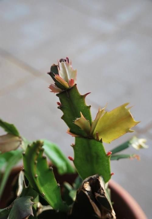 蟹爪兰长出新叶是红的，为什么？