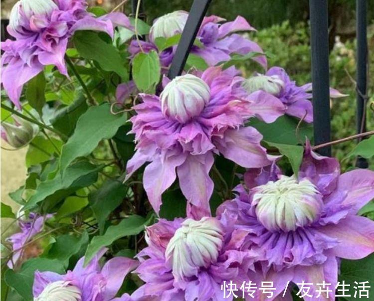 3种花是懒人的最爱，花朵大花期长，比牡丹还美，年年开花美翻