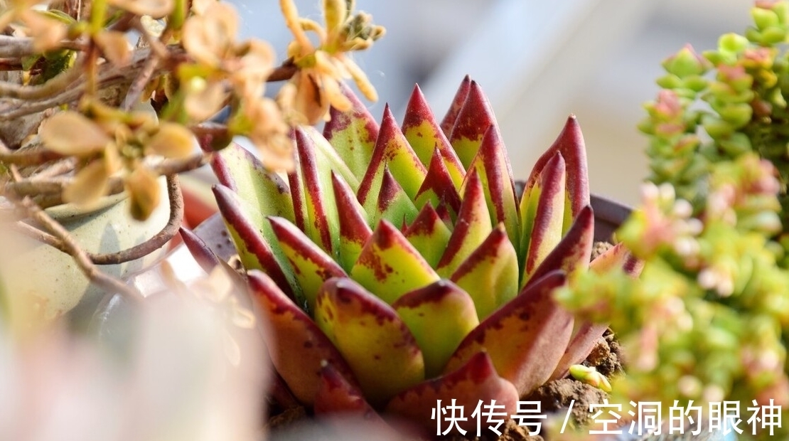 冻伤|冬天养多肉,记住七句口诀,能把“瘦肉”养成“肥肉”