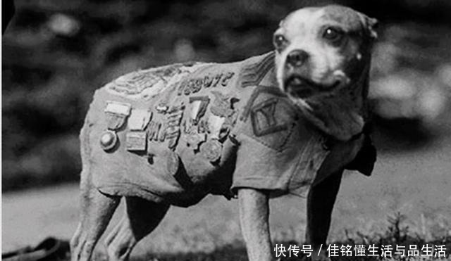 立功|世界上军衔最高的狗,立功数量超过普通士兵,总统也是它粉丝