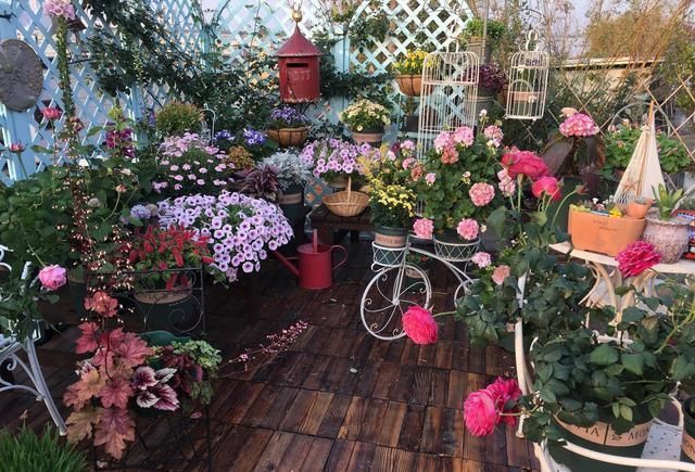 家里养花别随便,“2种花”最好别养,对身体不好