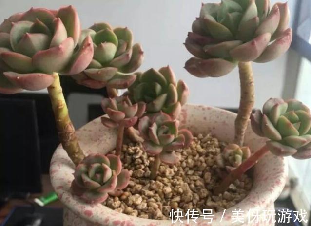 为什么多肉熬过了夏季反而越不了冬,居然冻伤黑腐了