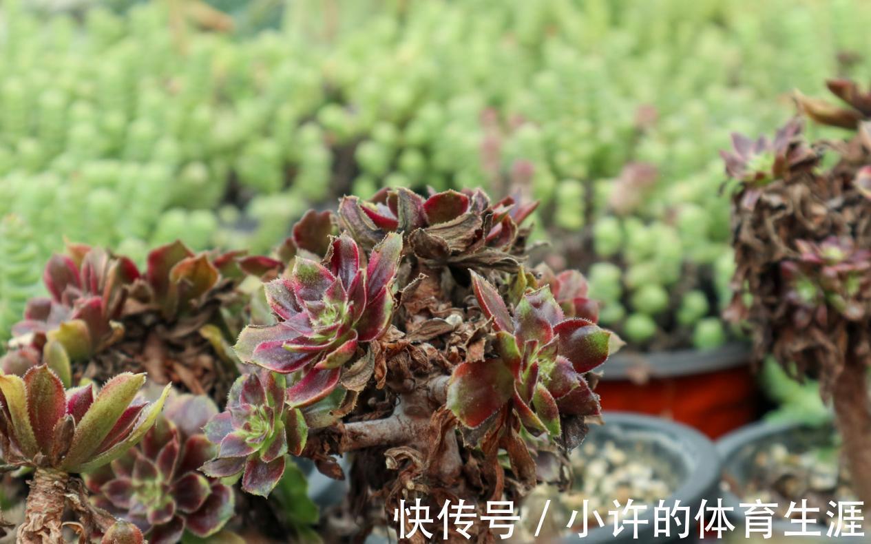 不受冬季低温干扰的多肉法师,盆栽该怎么打理?