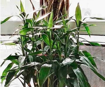 养富贵竹,做到“2勤、1少、1多”,新叶呼呼冒,枝粗叶绿蹿得快